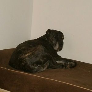 Meet your Posher, Beau